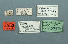 Bactra verutana chrysea by the Smithsonian. Used under a CC0 license.