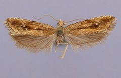 Bactra verutana albipuncta by the Smithsonian. Used under a CC0 license.