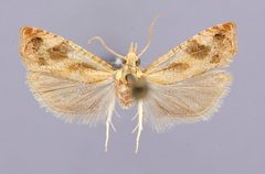 Catastega plicata by the Smithsonian. Used under a CC0 license.