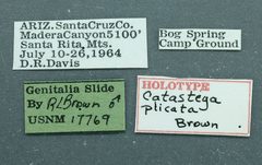 Catastega plicata by the Smithsonian. Used under a CC0 license.