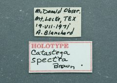 Catastega spectra by the Smithsonian. Used under a CC0 license.