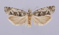 Catastega strigatella by the Smithsonian. Used under a CC0 license.