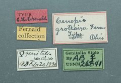 Cenopis groteana by the Smithsonian. Used under a CC0 license.