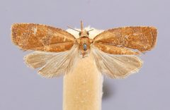 Cenopis quercana by the Smithsonian. Used under a CC0 license.