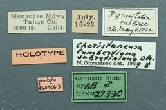 Choristoneura lambertiana subretinana by the Smithsonian. Used under a CC0 license.