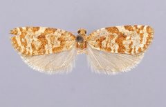 Choristoneura lambertiana subretinana by the Smithsonian. Used under a CC0 license.