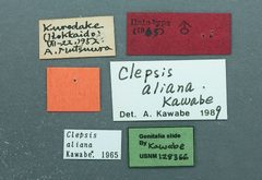 Clepsis aliana by the Smithsonian. Used under a CC0 license.