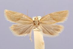Clepsis monticolana by the Smithsonian. Used under a CC0 license.