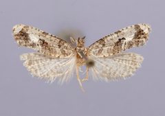 Cochylis constantia by the Smithsonian. Used under a CC0 license.