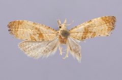 Cochylis laetitia by the Smithsonian. Used under a CC0 license.