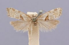 Cochylis latipunctana by the Smithsonian. Used under a CC0 license.