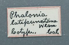 Cochylis latipunctana by the Smithsonian. Used under a CC0 license.