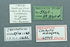 Cochylis mendora by the Smithsonian. Used under a CC0 license.
