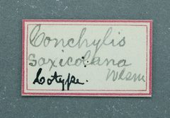 Cochylis saxicolana by the Smithsonian. Used under a CC0 license.