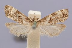 Cochylis saxicolana by the Smithsonian. Used under a CC0 license.
