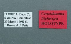 Crocidosema litchivora by the Smithsonian. Used under a CC0 license.