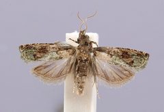 Crocidosema litchivora by the Smithsonian. Used under a CC0 license.
