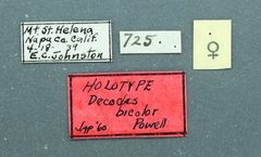 Decodes bicolor by the Smithsonian. Used under a CC0 license.