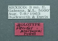 Decodes macswaini by the Smithsonian. Used under a CC0 license.