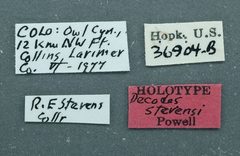 Decodes stevensi by the Smithsonian. Used under a CC0 license.