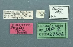 Decodes tonto by the Smithsonian. Used under a CC0 license.