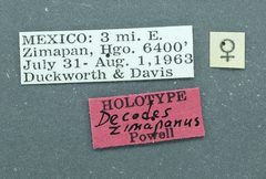 Decodes zimapanus by the Smithsonian. Used under a CC0 license.