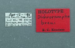 Dichrorampha broui by the Smithsonian. Used under a CC0 license.