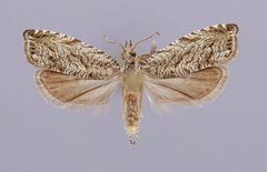 Dichrorampha broui by the Smithsonian. Used under a CC0 license.
