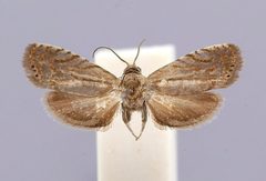Dichrorampha manilkara by the Smithsonian. Used under a CC0 license.