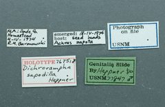 Dichrorampha sapodilla by the Smithsonian. Used under a CC0 license.