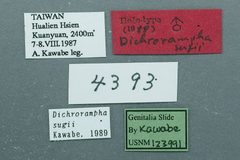 Dichrorampha sugii by the Smithsonian. Used under a CC0 license.