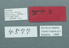 Dichrorampha tayulingensis by the Smithsonian. Used under a CC0 license.