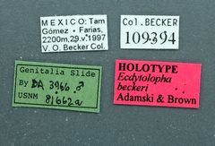 Ecdytolopha beckeri by the Smithsonian. Used under a CC0 license.