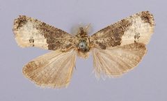Ecdytolopha coloradana by the Smithsonian. Used under a CC0 license.