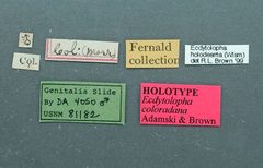 Ecdytolopha coloradana by the Smithsonian. Used under a CC0 license.