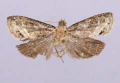 Ecdytolopha exploramae by the Smithsonian. Used under a CC0 license.