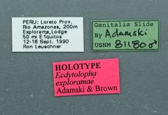 Ecdytolopha exploramae by the Smithsonian. Used under a CC0 license.