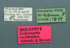 Ecdytolopha occidentana by the Smithsonian. Used under a CC0 license.
