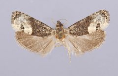 Ecdytolopha occidentana by the Smithsonian. Used under a CC0 license.