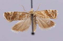 Enarmonia cockleana by the Smithsonian. Used under a CC0 license.