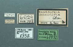 Enarmonia cornucopis by the Smithsonian. Used under a CC0 license.