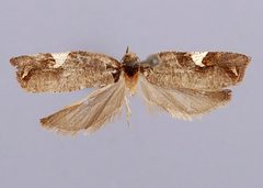 Enarmonia cornucopis by the Smithsonian. Used under a CC0 license.