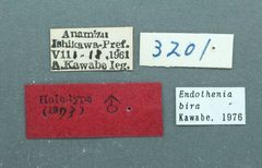 Endothenia bira by the Smithsonian. Used under a CC0 license.