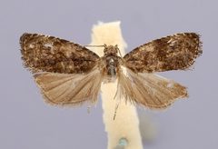 Endothenia bira by the Smithsonian. Used under a CC0 license.