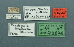 Endothenia infuscata by the Smithsonian. Used under a CC0 license.