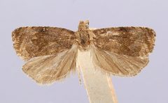 Endothenia infuscata by the Smithsonian. Used under a CC0 license.