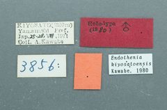 Endothenia kiyosatoensis by the Smithsonian. Used under a CC0 license.