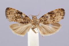Endothenia kiyosatoensis by the Smithsonian. Used under a CC0 license.