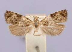 Endothenia microptera by the Smithsonian. Used under a CC0 license.