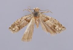 Epiblema exacerbatricana by the Smithsonian. Used under a CC0 license.